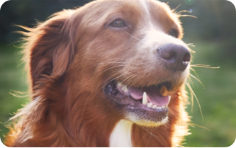 A happy smiling dog