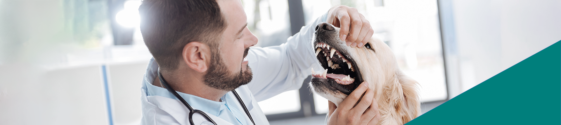 A doctor opens a dog's mouth and takes a joyful peek inside